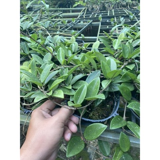 Hoa lan Cẩm Cù