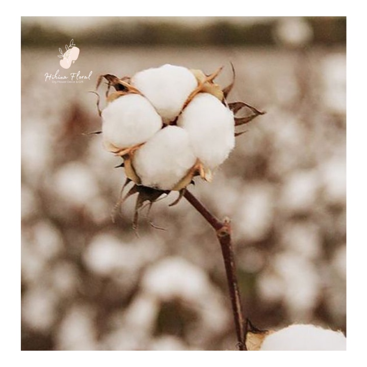 Hoa Bông Gòn Cotton Decor, Trang Trí Vingate