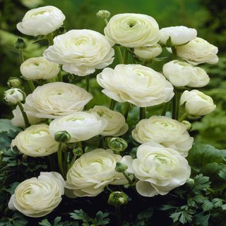 Củ giống hoa hồng mao lương trắng - 1 củ kèm 1 viên nén ươm củ