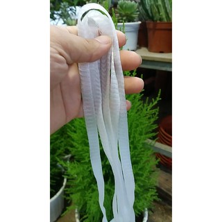 Túi lưới đựng phân tan chậm cho cây, bọc hoa hoặc hành tỏi - 1 mét