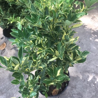 Cây tắc sọc ( tắc cẩm thach)