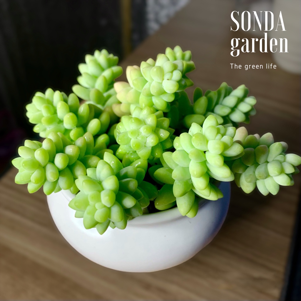 Sen đá chuỗi ngọc bi 10 cây trồng chậu chum kèm đất SONDA garden, cây cảnh trang trí nhà cửa, lỗi 1 đổi 1