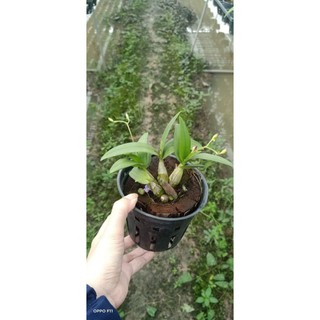 Denro chớp mini đang nụ hoa