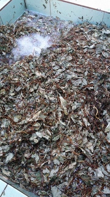 Cao hà thủ ô 100% nguyên chất lọ 100g Thiên Phúc việt | BigBuy360 - bigbuy360.vn