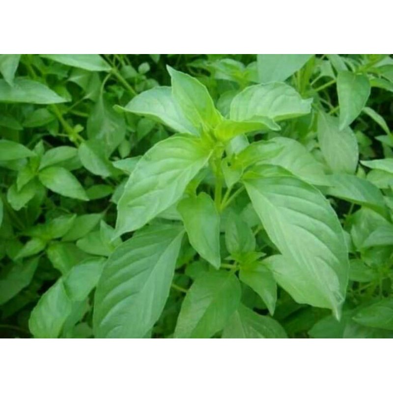 Hạt giống rau thơm sả - gói 2gram