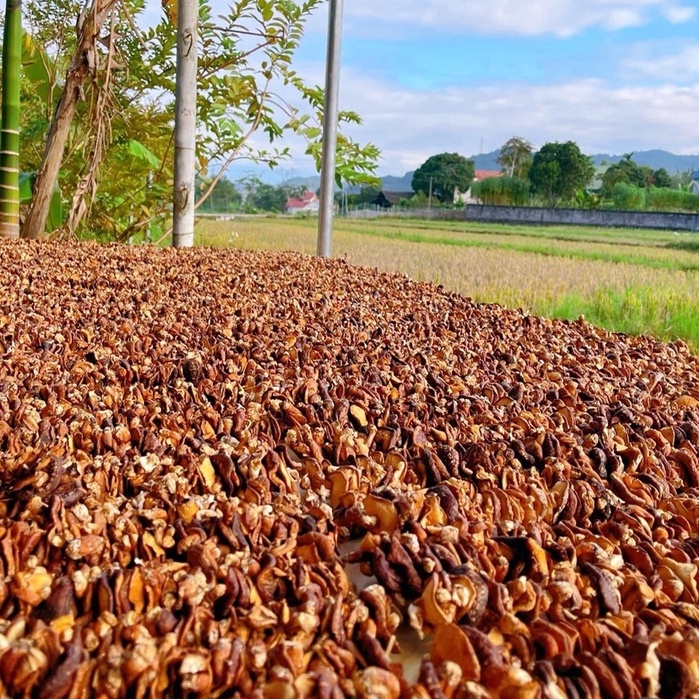 Nấm Hương Khô Rừng Thiên Nhiên Rừng Tây Bắc - Ẩm Thực Hà Giang, Đặc Sản Tây Bắc | BigBuy360 - bigbuy360.vn