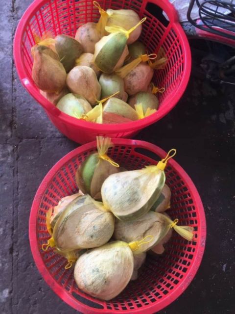 Combo 5 trái Dừa Bi 700,800g đặc ruột
