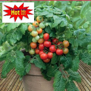[ Hạt Giống ] Cà Chua Bi Lùn Đỏ F1 Dễ Trồng Vừa Làm Cảnh Cực Đẹp Ăn Cũng Rất  Ngon TẶNG KÍCH MẦM