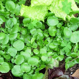 Hạt giống Rau Xà lách xoong Mỹ