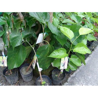 CÂY GIỐNG DÂU QUẢ DÀI
