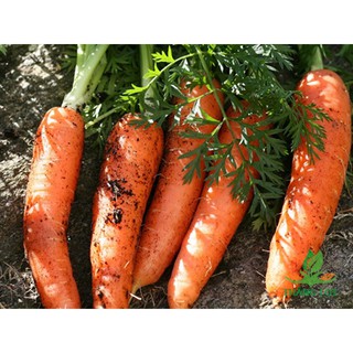 Gói 5 gram hạt giống cà rốt đỏ
