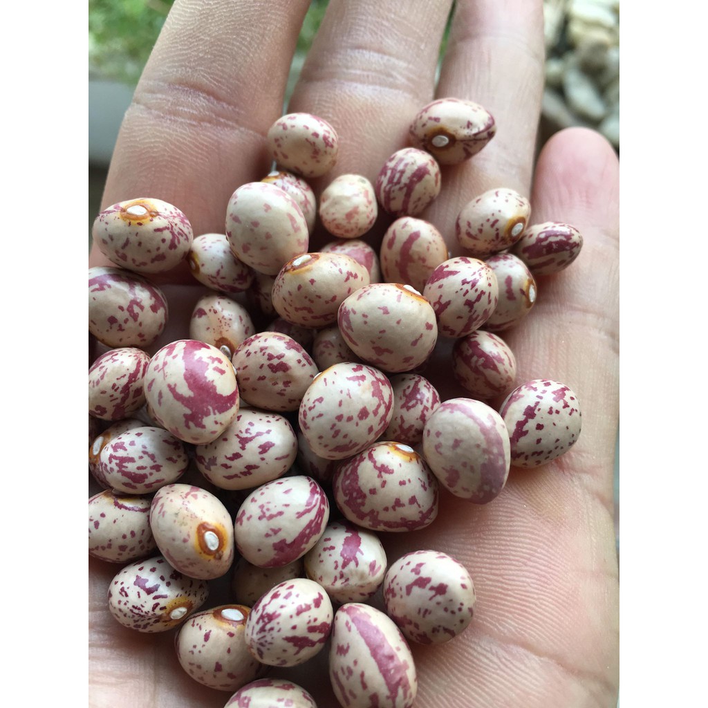 Đậu Cúc - Đỗ cúc (1kg)