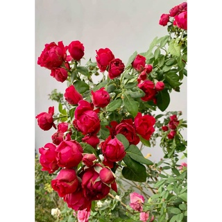 Combo 𝐜𝐡ă𝐦 𝐬ó𝐜 𝐡𝐨𝐚 đầ𝐲 đủ 6sp: 𝐩𝐡ò𝐧𝐠 𝐭𝐫ị 𝐛ệ𝐧𝐡 𝐯à 𝐝𝐢𝐧𝐡 𝐝ưỡ𝐧𝐠 𝐜𝐡𝐨 𝐡𝐨𝐚, 𝐜â𝐲 𝐜ả𝐧𝐡 từ A-Z