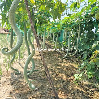 5H - HẠT GIỐNG MƯỚP RẮN