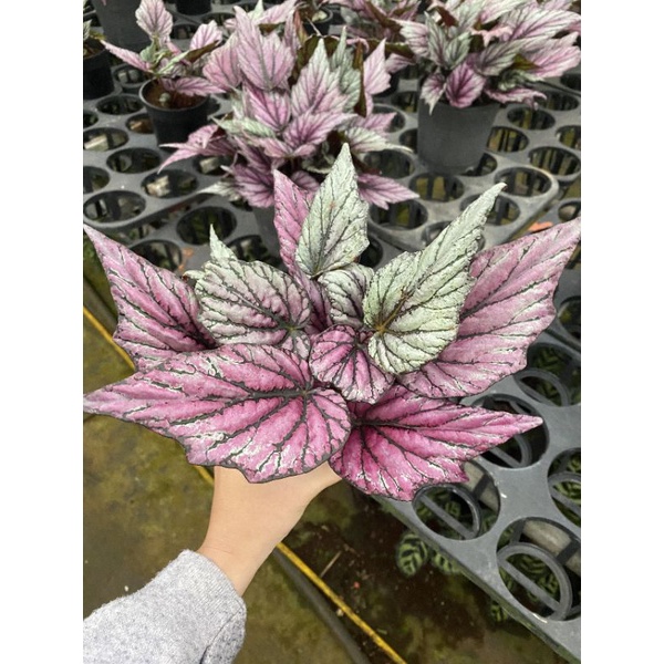 Chậu cứng Begonia Hugh Mc Lauchlan