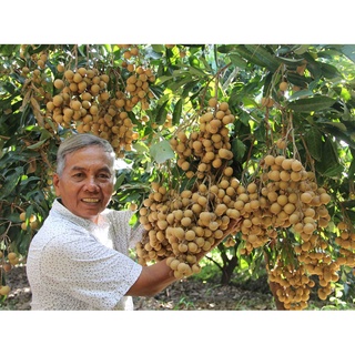 CÂY GIỐNG NHÃN IDO