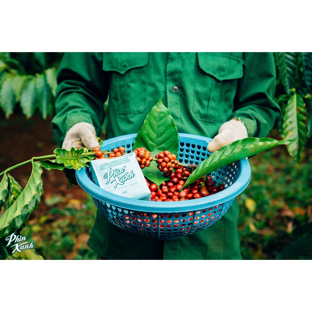 Combo Cà Phê Robusta Pha Phin Cafe Rang Xay Nguyên Chất Rang Mộc Gói Cao Cấp 250gram và Phin Nhôm Cafe Phin Xanh | BigBuy360 - bigbuy360.vn