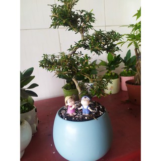 CÂY BONSAI MINI LINH SAM