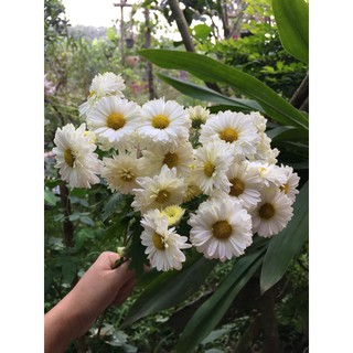 🌿Cúc Tiểu Thư🌿