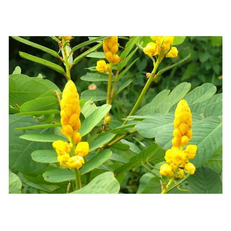 Cây muồng trâu con làm giống dùng làm thuốc