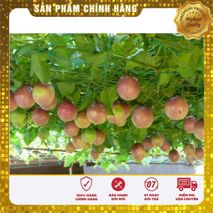 HẠT GIỐNG CHANH DÂY TÍM