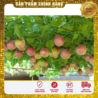Hạt giống chanh dây tím
