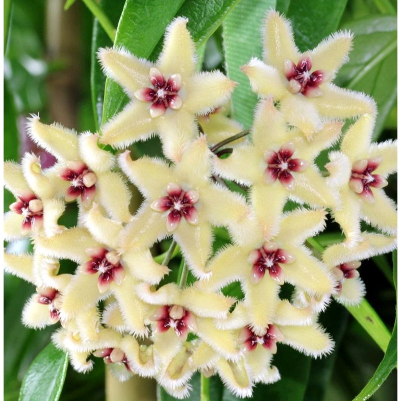 Cẩm cù Hoya Buotii