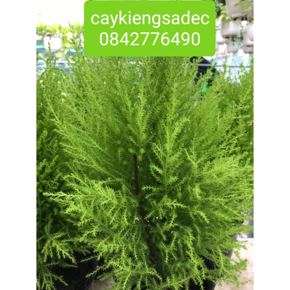 Caykiengsadec- Tùng thơm+tặng phân bón cho cây-hoa lá cây kiểng-