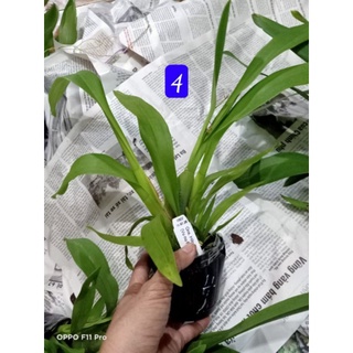 Vũ nữ các loại đang nụ đẹp (U ngà, ph.áo hoa, mèo đỏ,..)