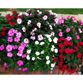 Gói 15 hạt giống hoa ngọc thảo đơn - mai địa thảo - nhiều màu  Rau&Hoa Shop