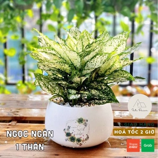 Cây Ngọc Ngân phong thuỷ để bàn dễ chăm sóc