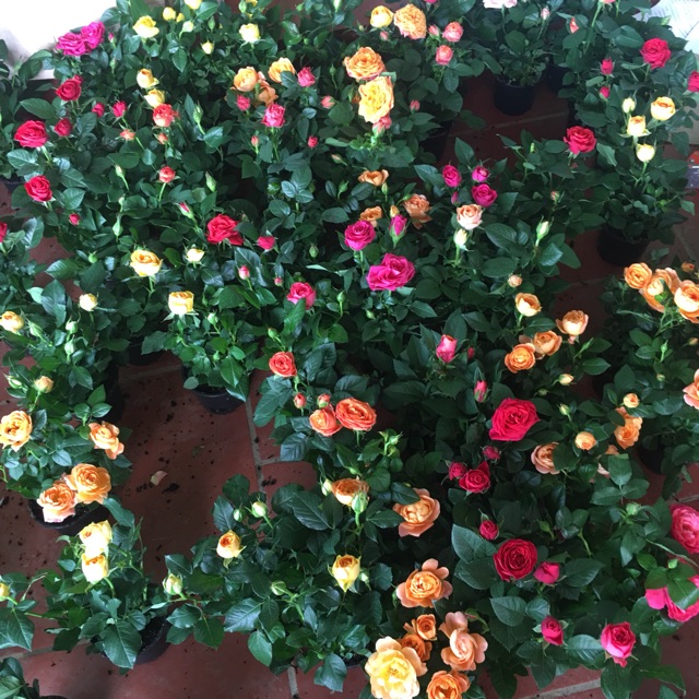 Combo abida sỉ