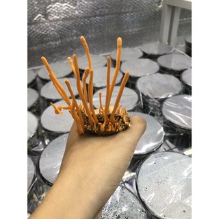 Đông Trùng Hạ Thảo Nguyên Con