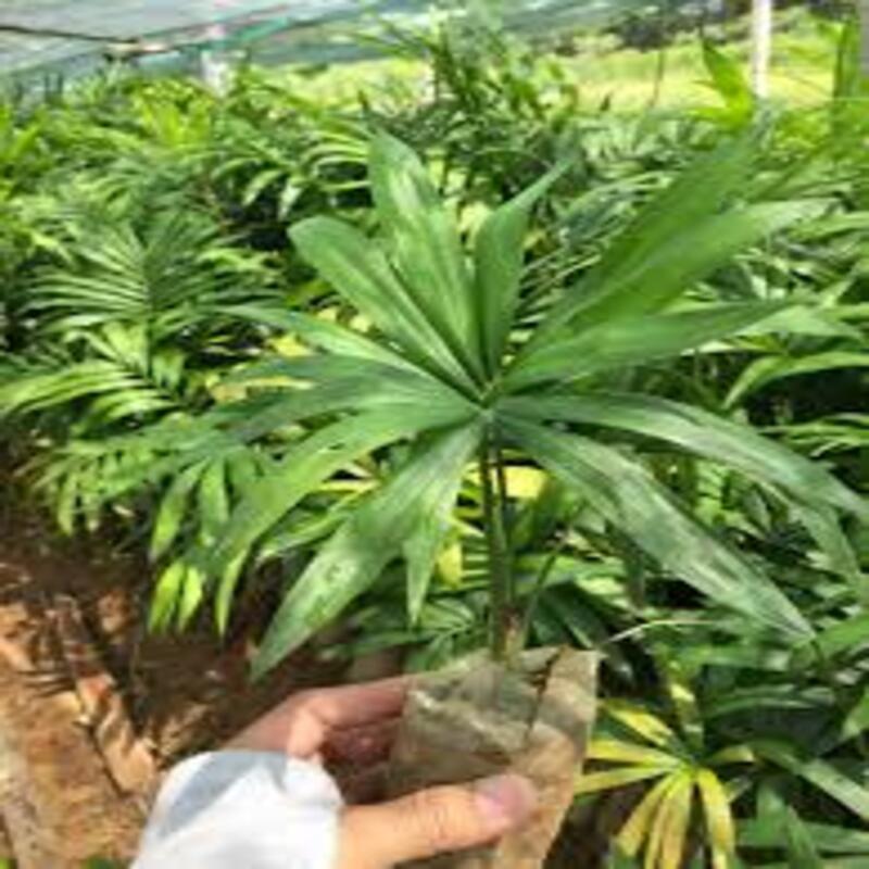 COM B0 4 Cây giống mây rừng thu dây quả có giá trị kinh tế cao + Tặng 02 cây nhót ngọt