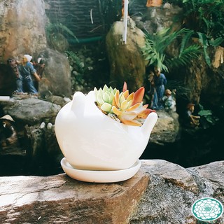 Chậu thú sứ trắng cao cấp