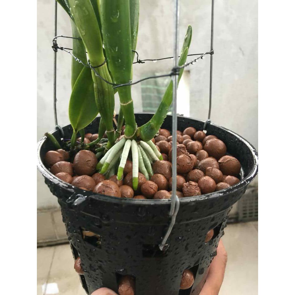 Túi 1 lít - đất sét nung Thailand giá thể siêu nhe hoàn toàn thiên nhiên đạt chuẩn châu âu