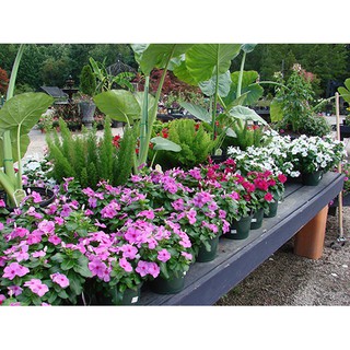 Hạt giống hoa DỪA CẠN (Vinca Mix) nhiều màu