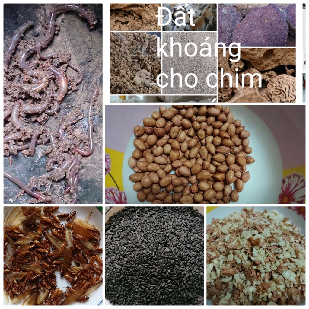 Khoáng chất đặc biệt cho chim cu gáy và nhiều loại chim khác