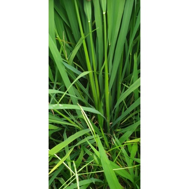 Mập Đòng, Cứng Cây