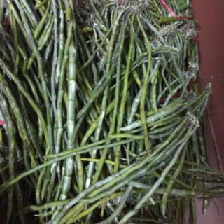 Phong lan hoàng thảo vôi