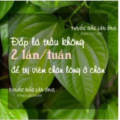 BỘT LÁ TRẦU KHÔNG 100GR