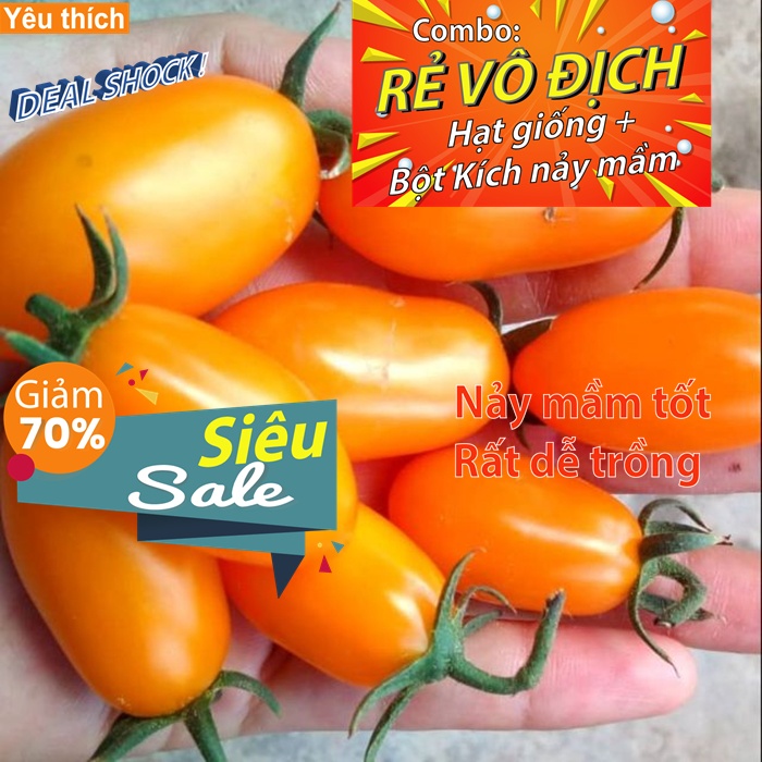 - Hạt giống cà chua Nova Mỹ vàng F1 túi 5 hạt - Tặng kích nảy mầm