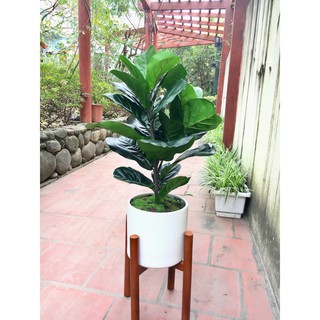 Cây bàng Singapore trang trí cao 66cm (2 nhánh)- Cây giả