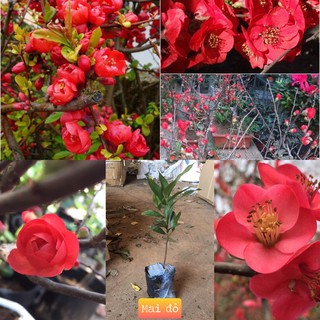 2 cây mai giống đỏ lai tạo công nghiệp 9-12 cánh