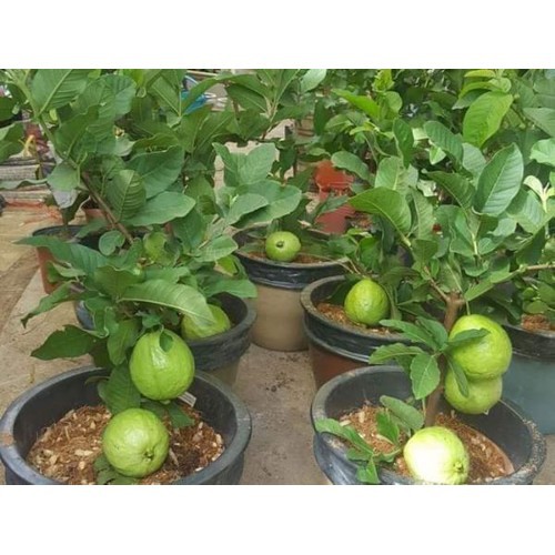 Ổi đài loan, cây giống gửi đi nguyên bầu