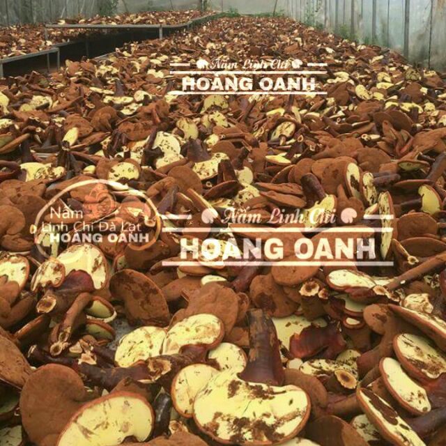 Nấm Linh Chi Đỏ còn nguyên bào tử 500g - Hồng Chi Đà Lạt | BigBuy360 - bigbuy360.vn