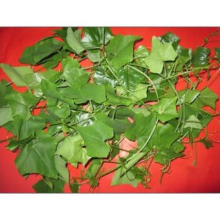 Dây bình bát làm giống 10 dây