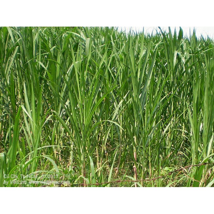 Hạt Giống Cỏ Sweet Jumbo - Cỏ Họ Ngô (Gói 100g)