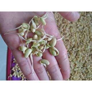 mầm đậu nành nguyên sơ chuẩn nhà làm từ hạt đậu tương ta 💯