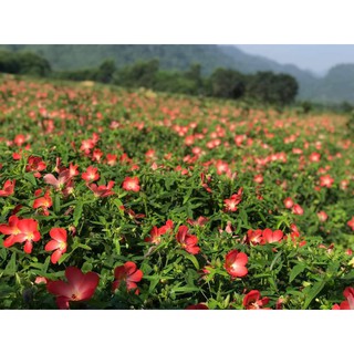 400 Hạt giống sâm Bố chính hoa đỏ